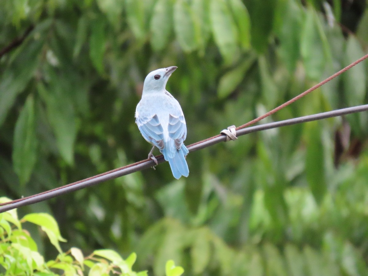 Blue-gray Tanager - ML448758081