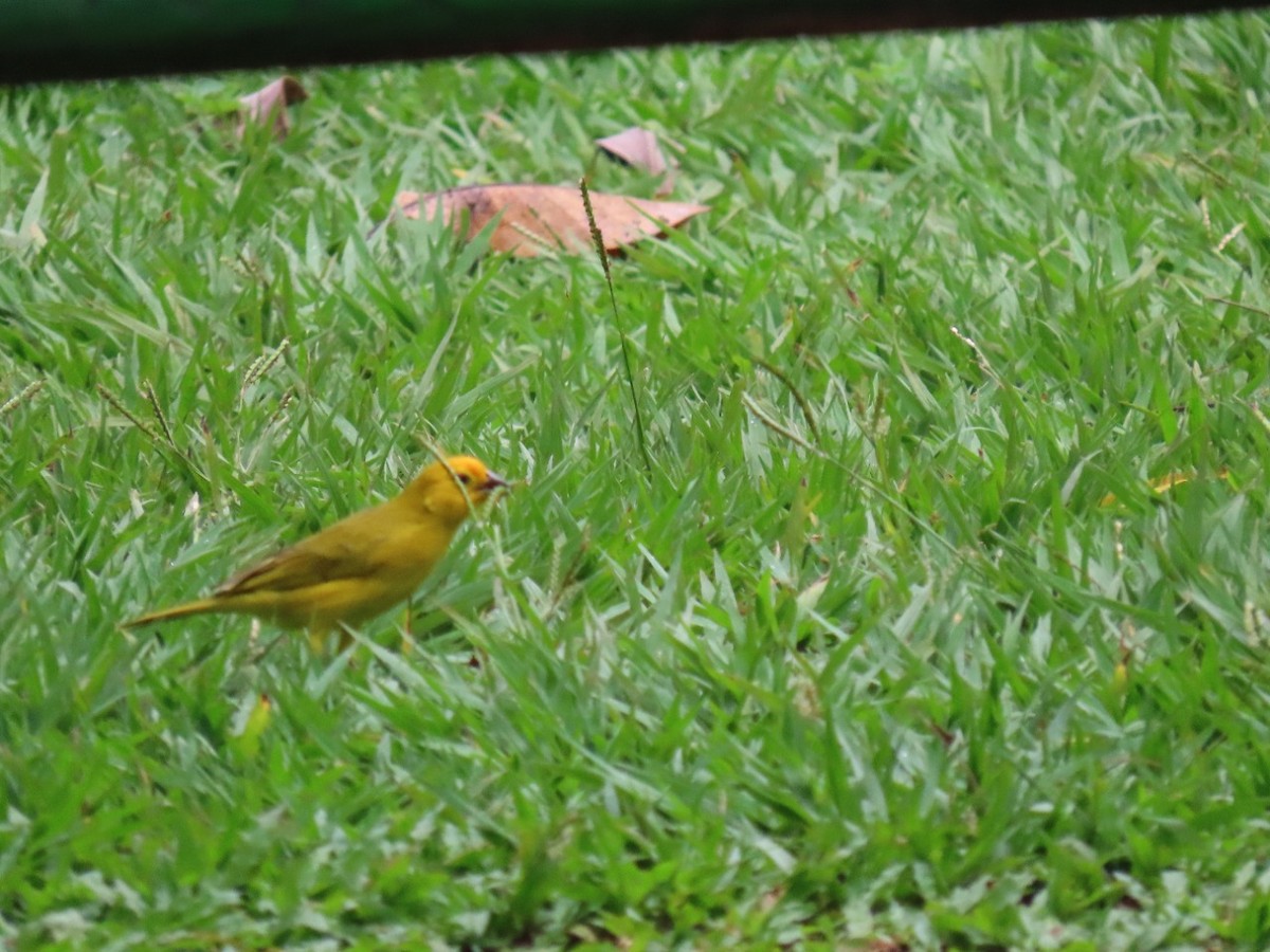 Saffron Finch - Aracely Marin Mancera