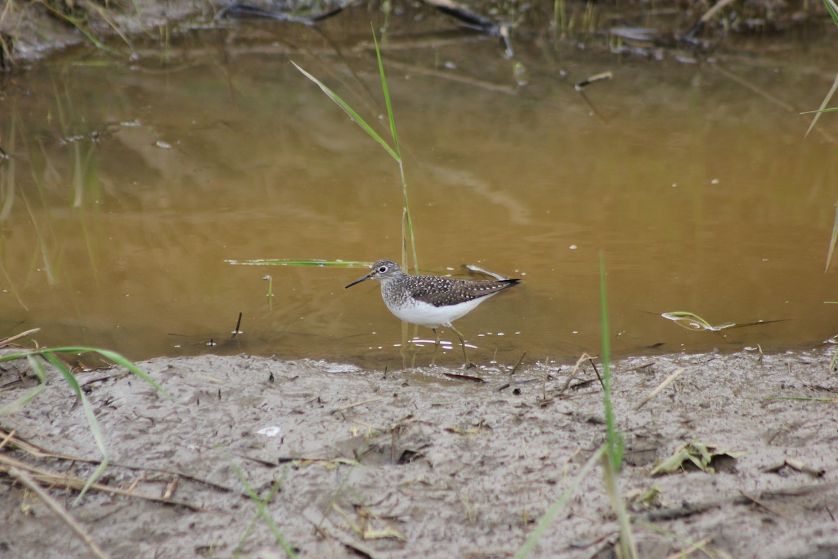 Solitary Sandpiper - ML448758831