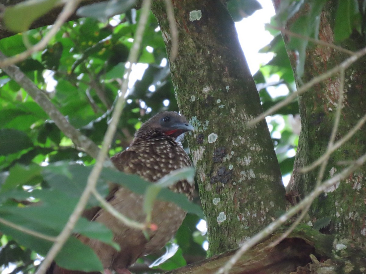 Speckled Chachalaca - ML448759281