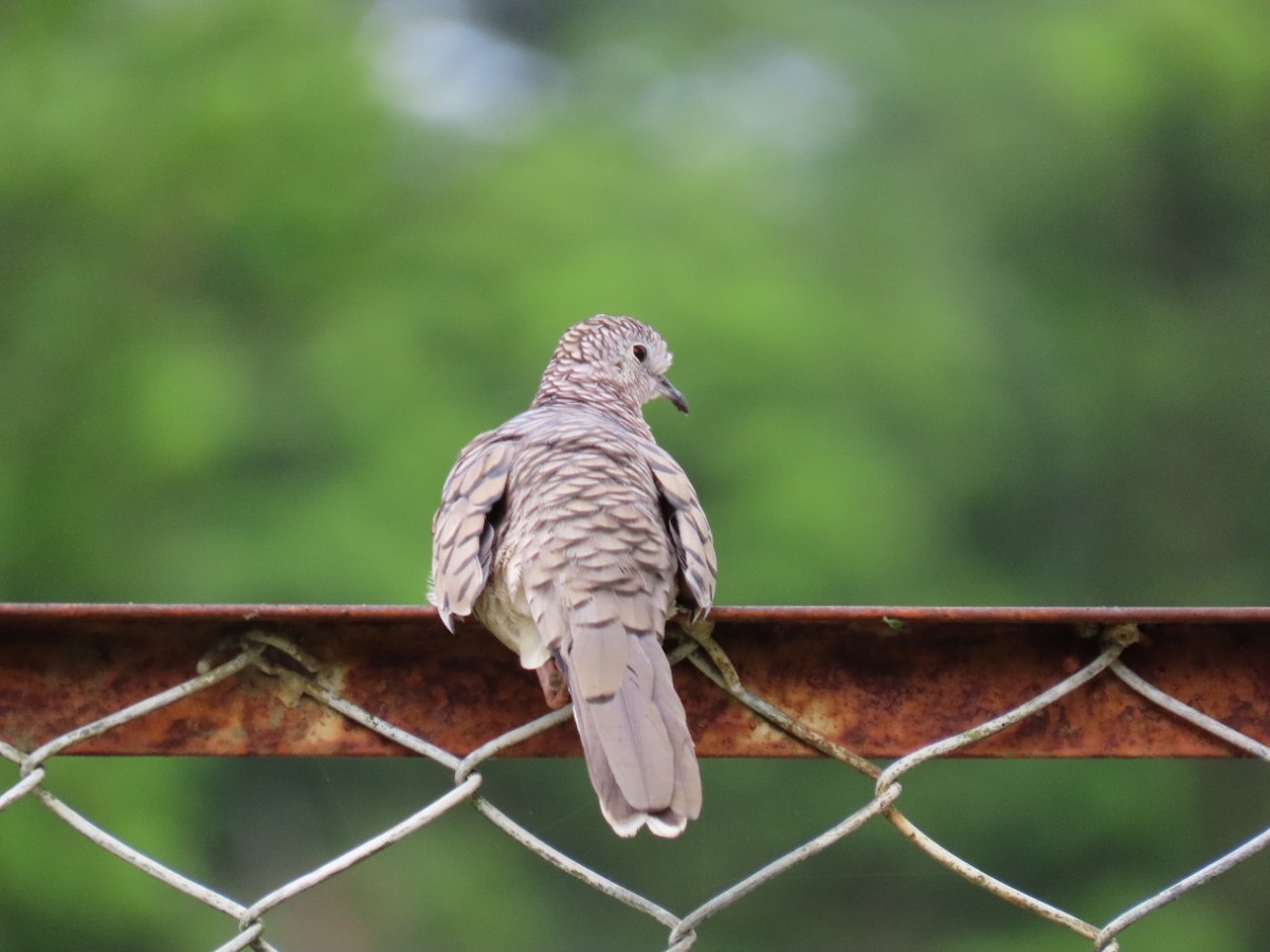 Scaled Dove - ML448760411