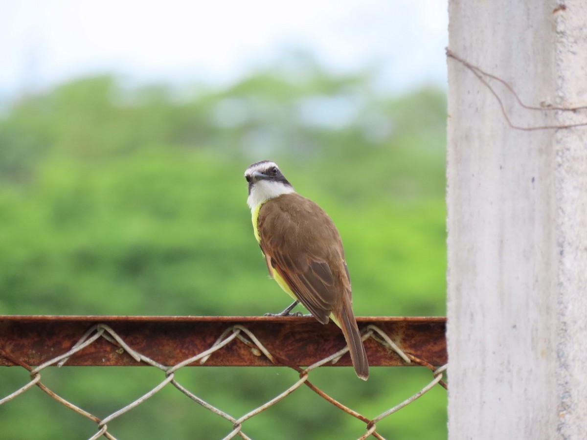 Great Kiskadee - ML448760771
