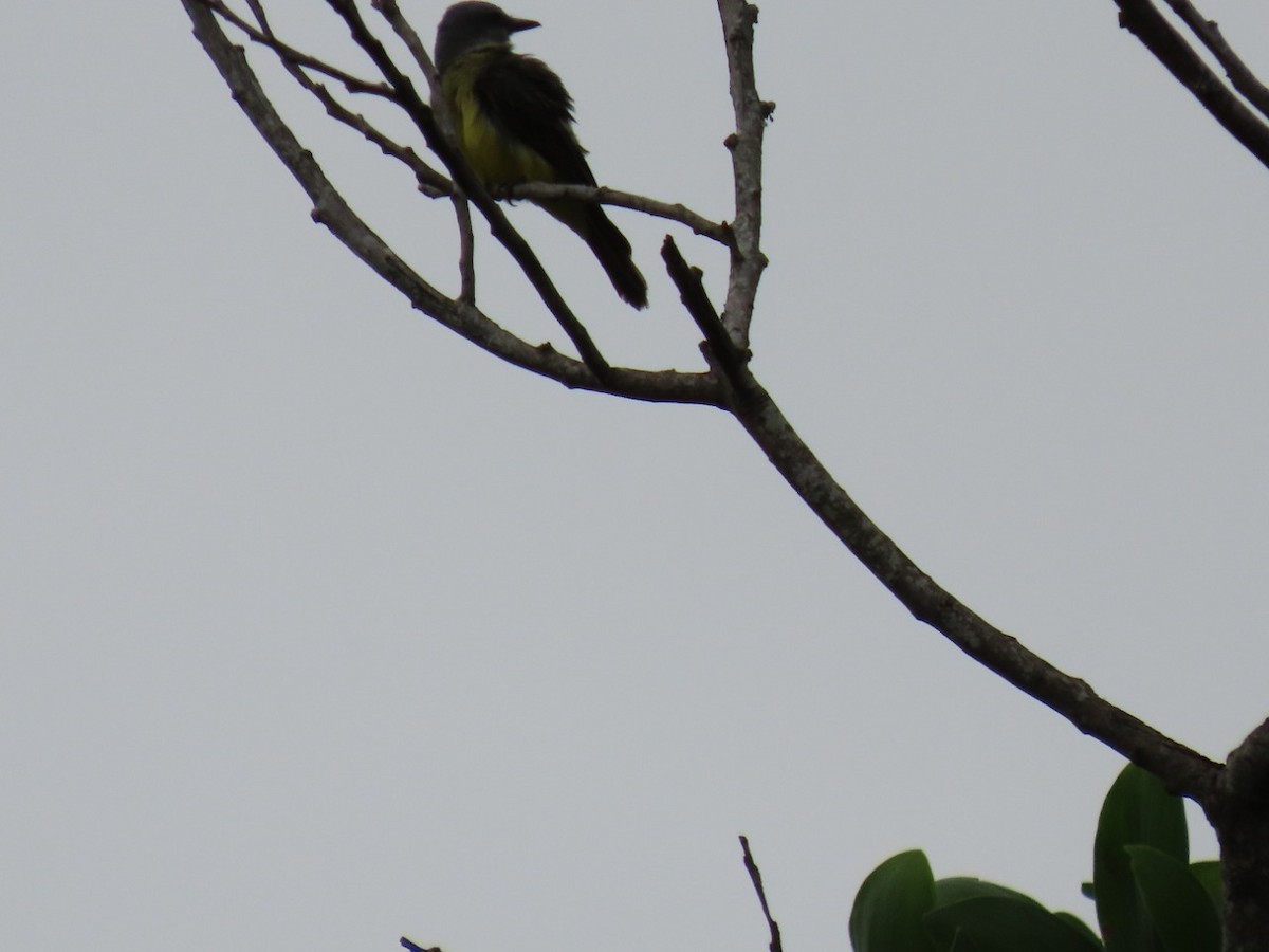 Tropical Kingbird - ML448761201
