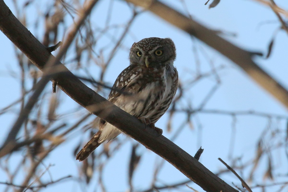 Pearl-spotted Owlet - ML448761631