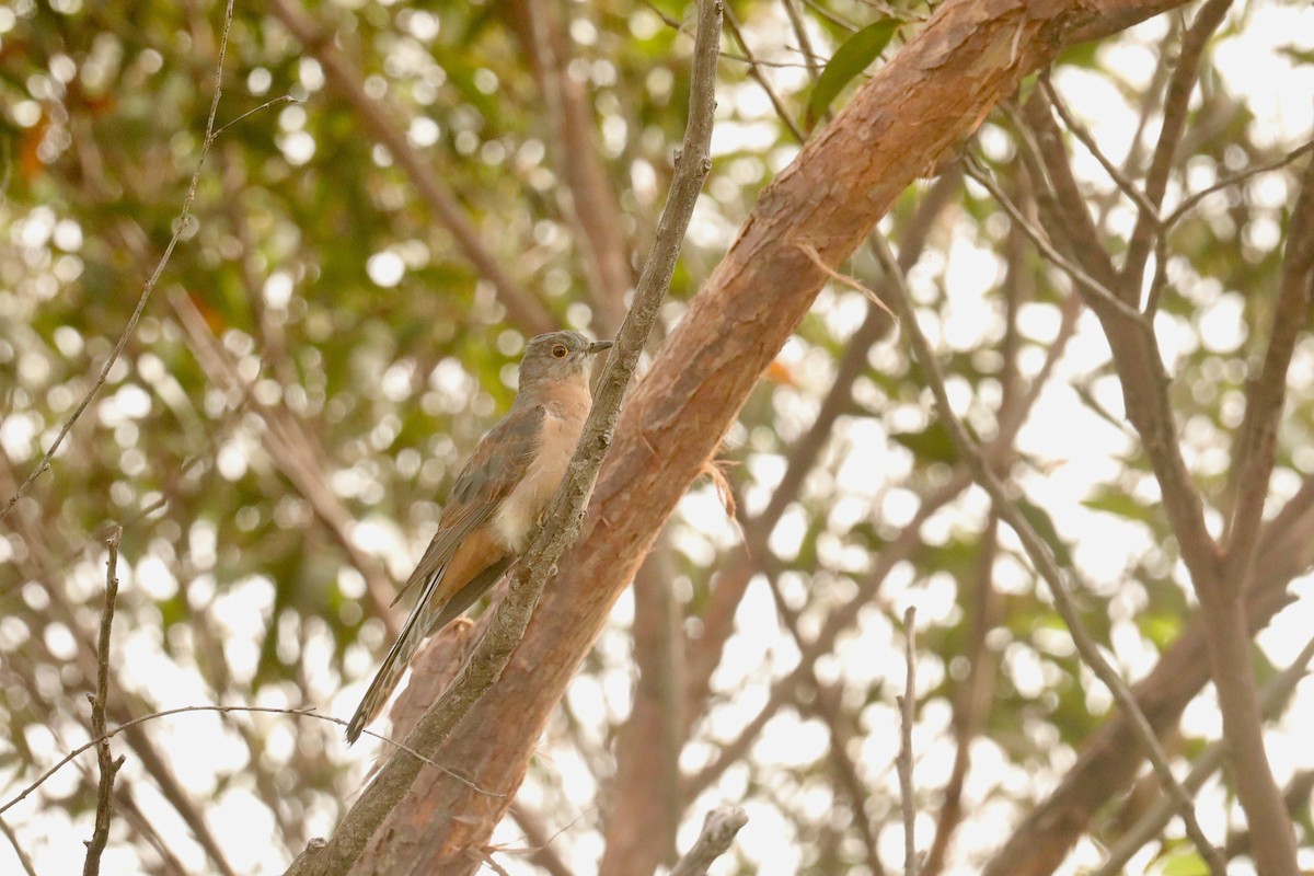 Fan-tailed Cuckoo - ML448761851
