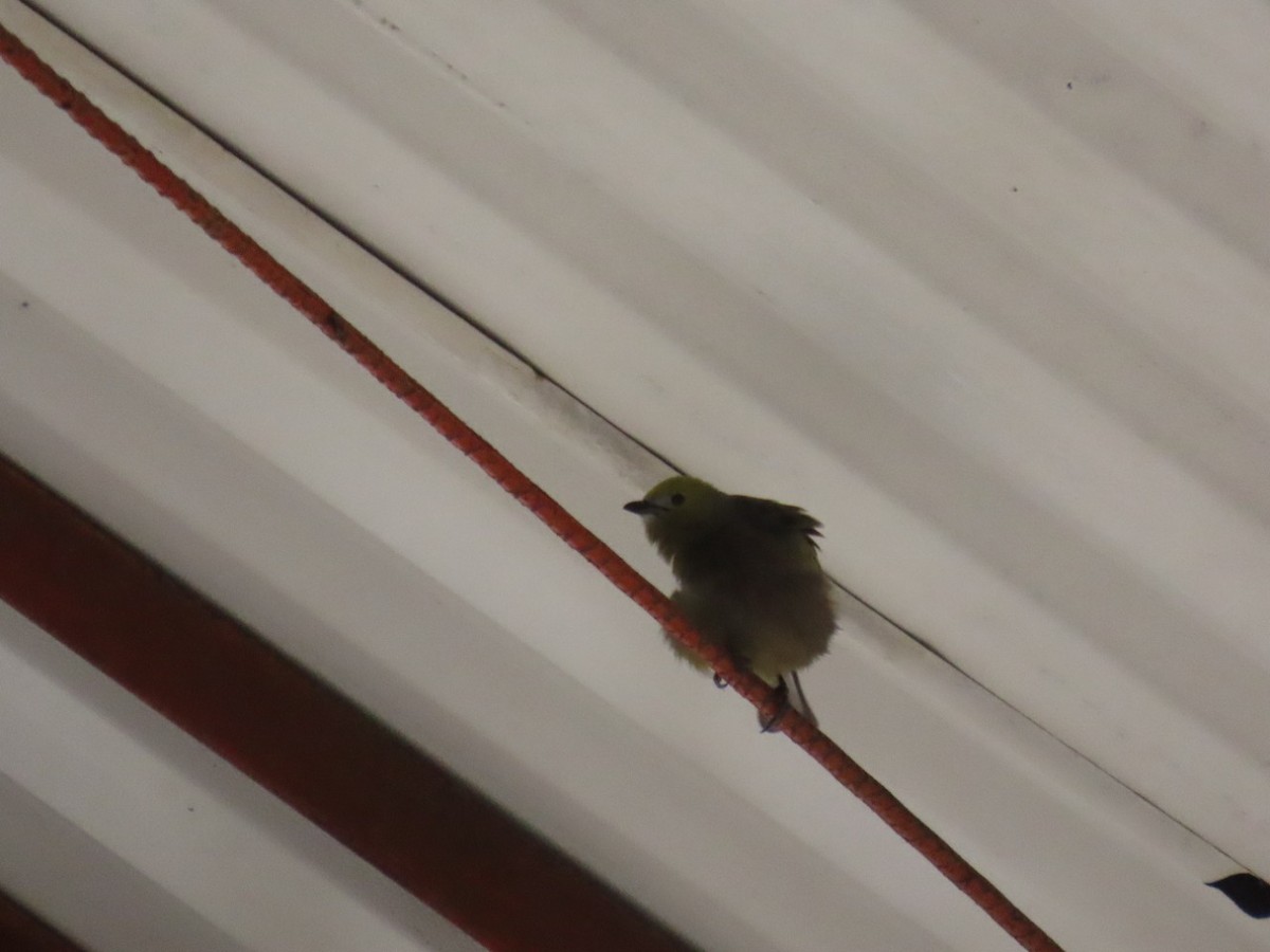 Palm Tanager - ML448762181