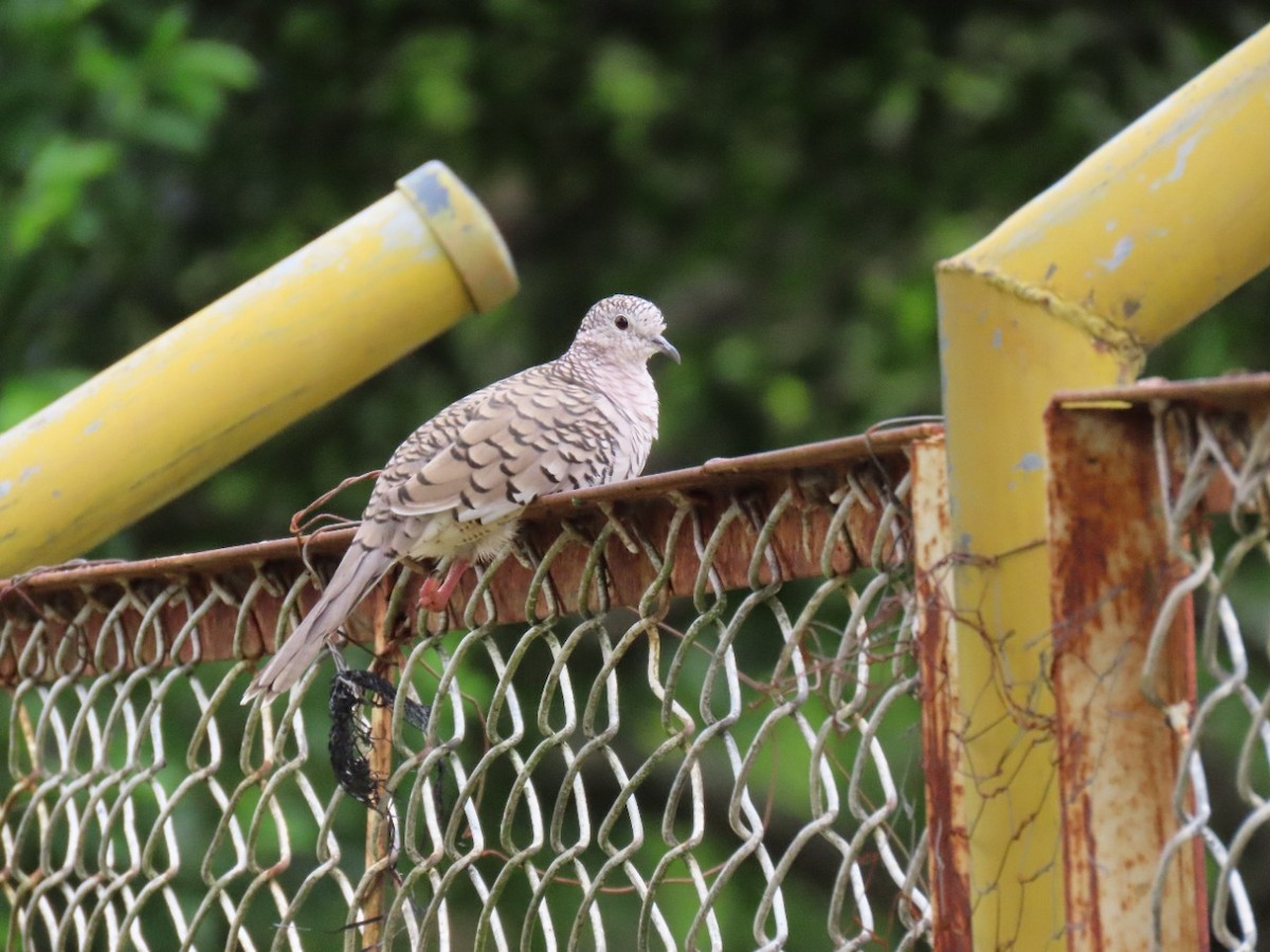 Scaled Dove - ML448762671