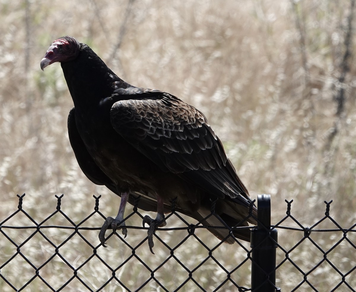 Turkey Vulture - Michelle MacKenzie
