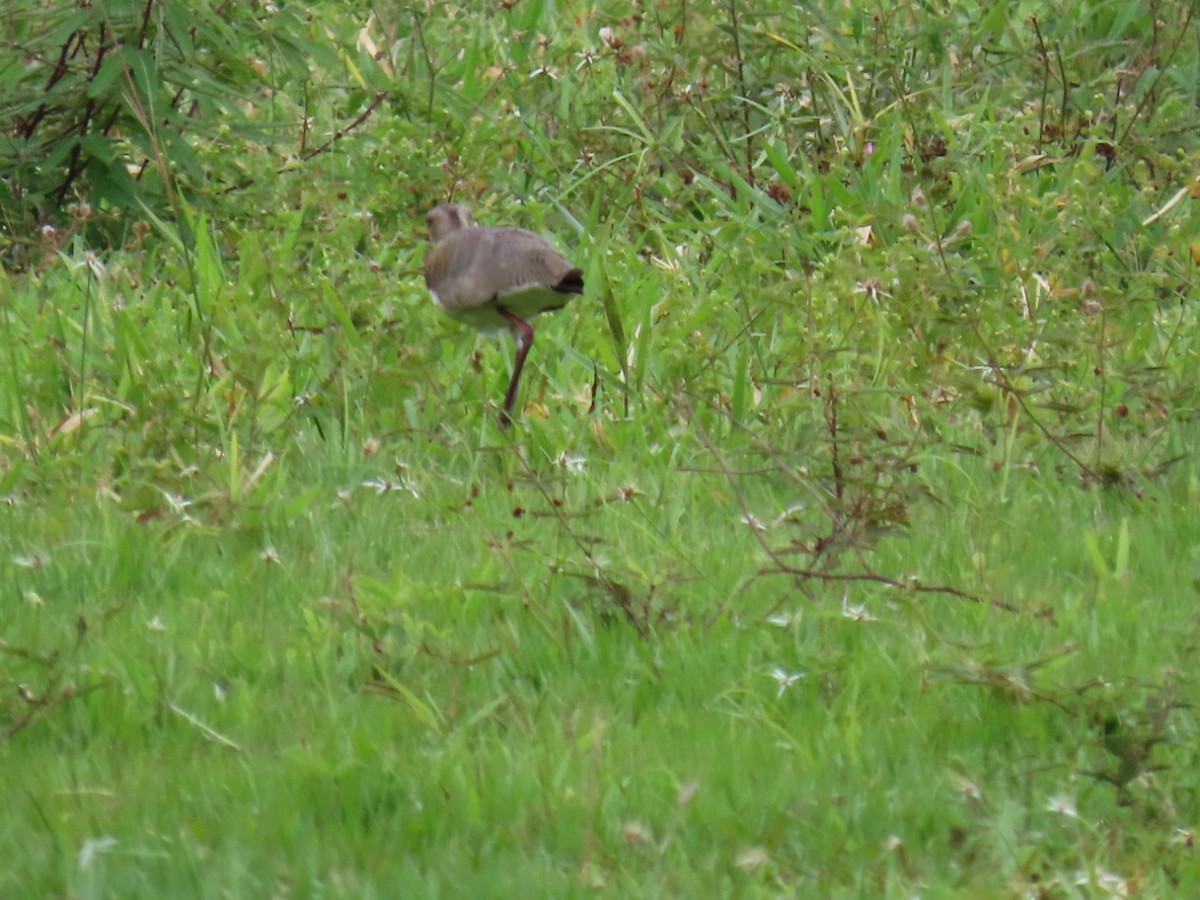 Southern Lapwing - ML448763101