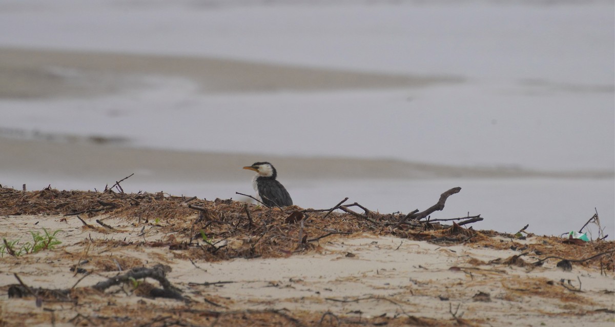 Little Pied Cormorant - ML448763251