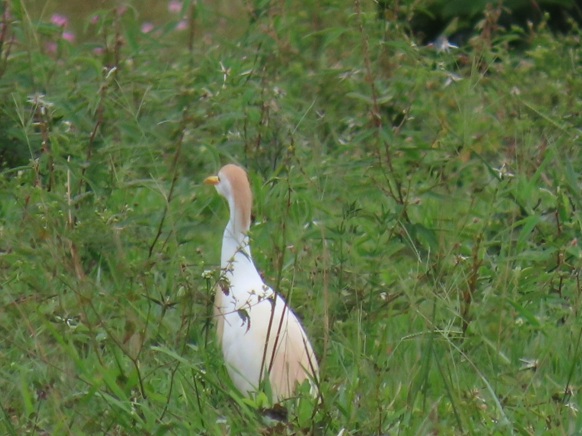 Western Cattle-Egret - ML448763461