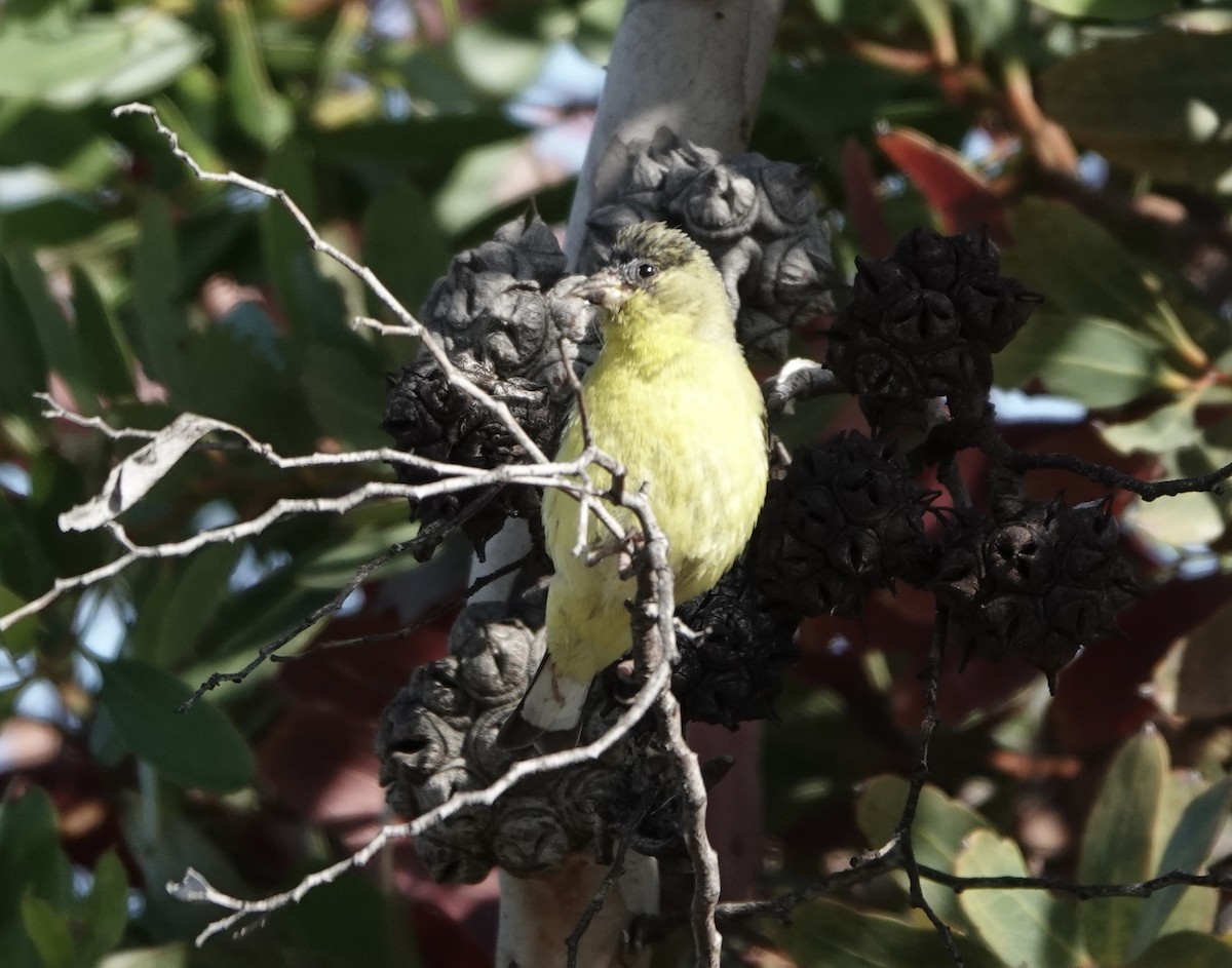 Lesser Goldfinch - ML448763661