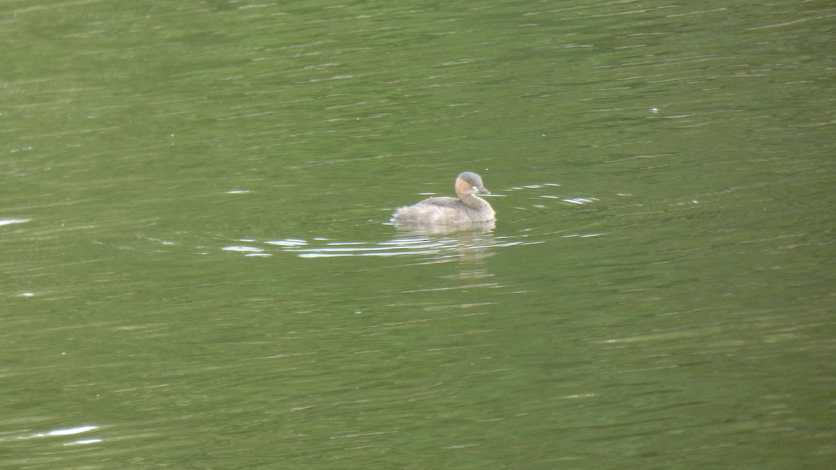 Little Grebe - ML448763671