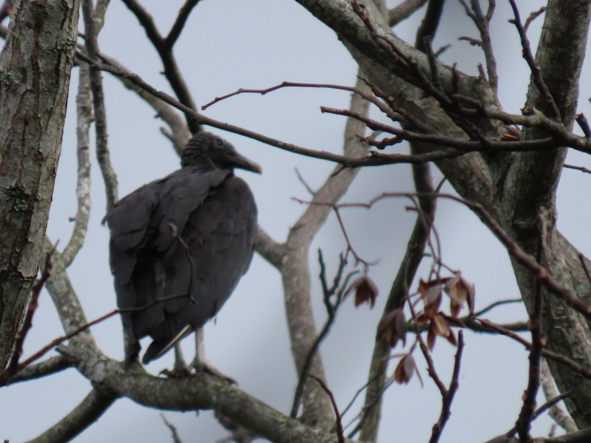 Black Vulture - ML448763951