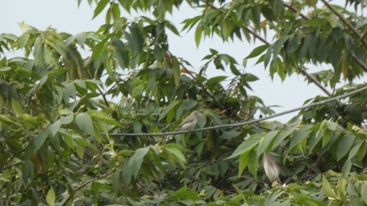 Pale-billed Flowerpecker - Vidhya Sundar