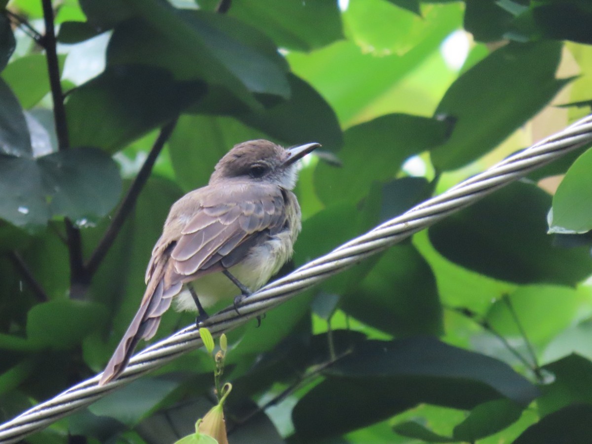 Brown-crested Flycatcher - ML448764671