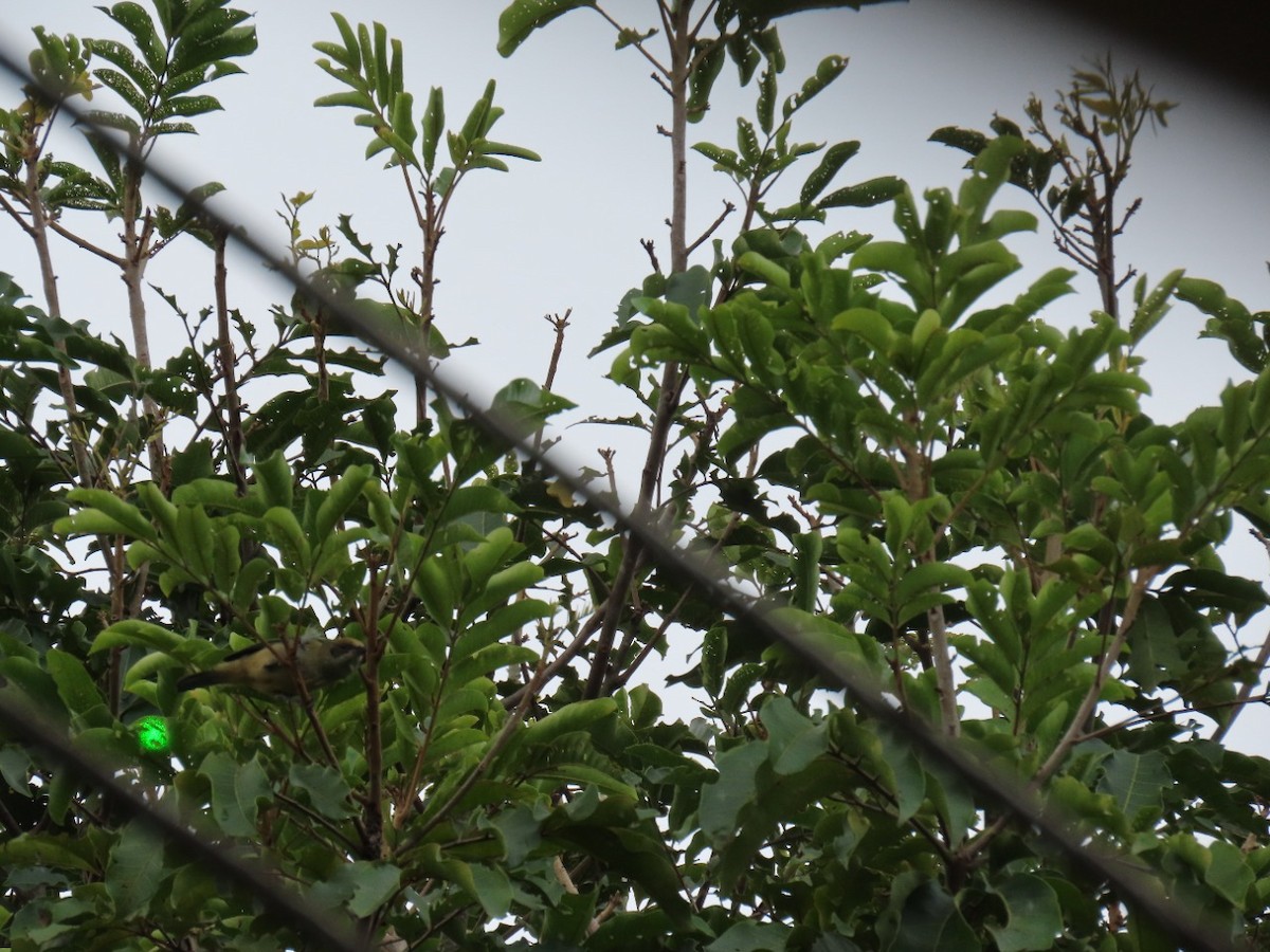 Burnished-buff Tanager - ML448765091