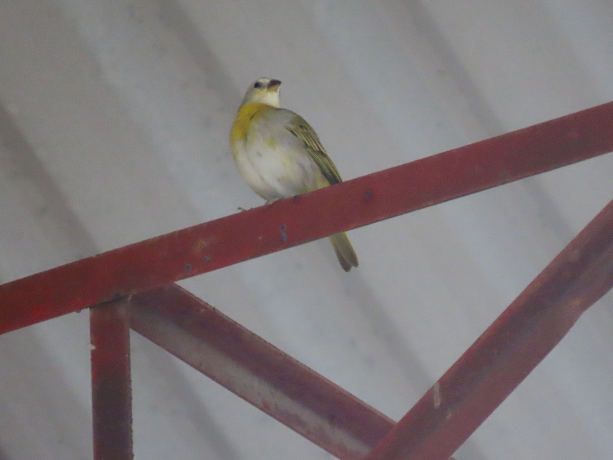 Saffron Finch - ML448765451