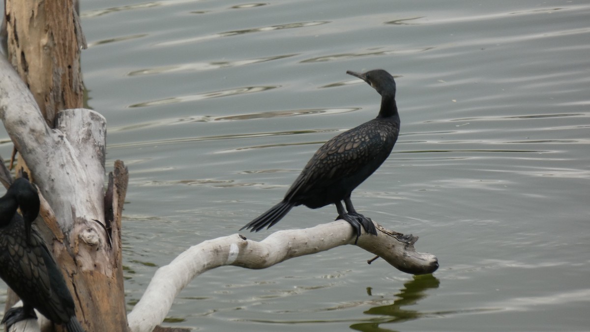 Cormoran à cou brun - ML448765481