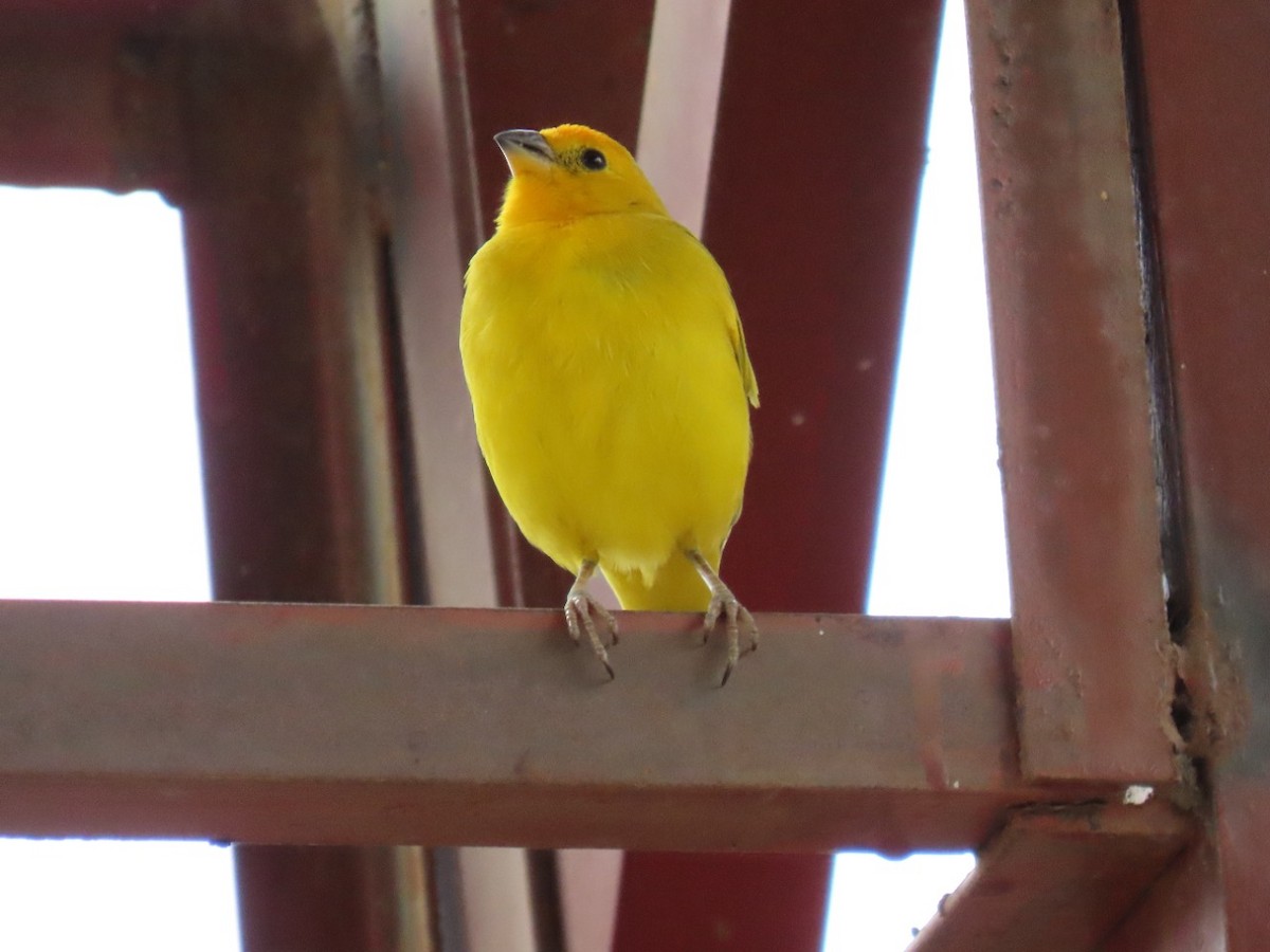 Saffron Finch - ML448765721
