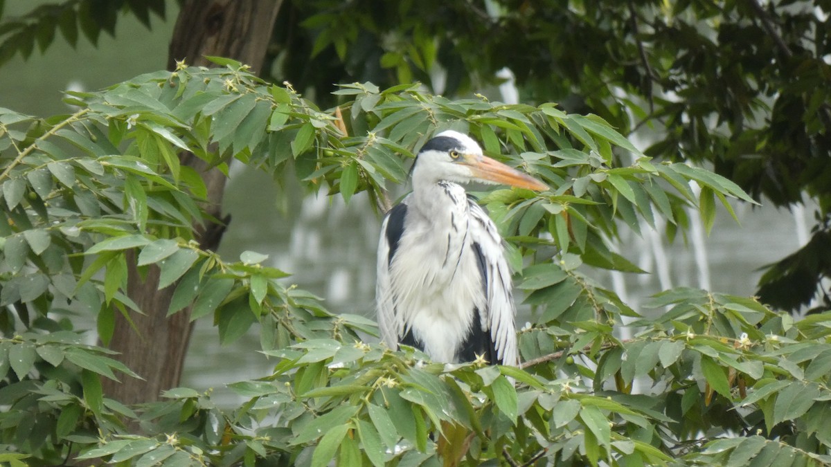 Gray Heron - ML448765951