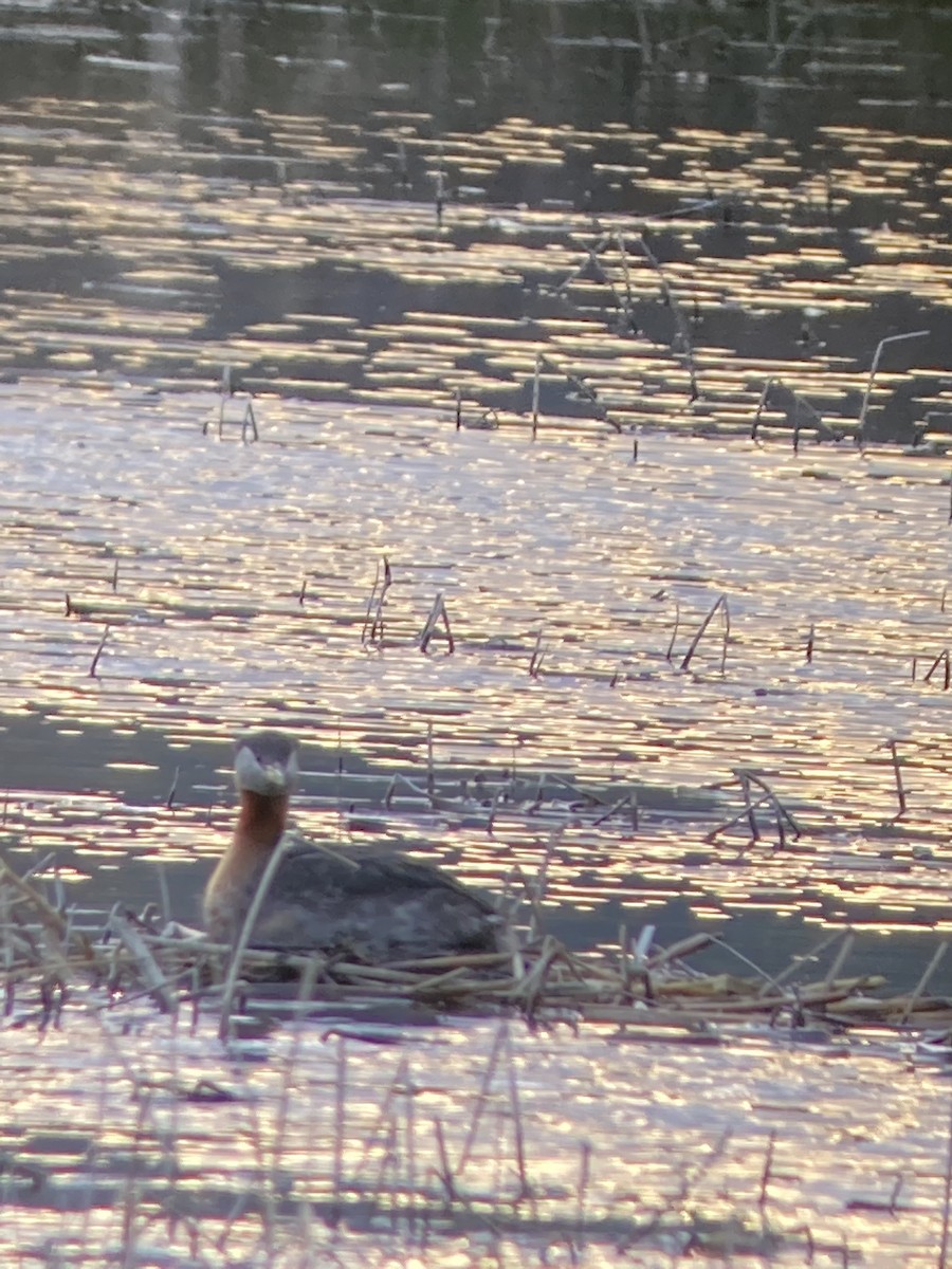 Red-necked Grebe - al mottishaw