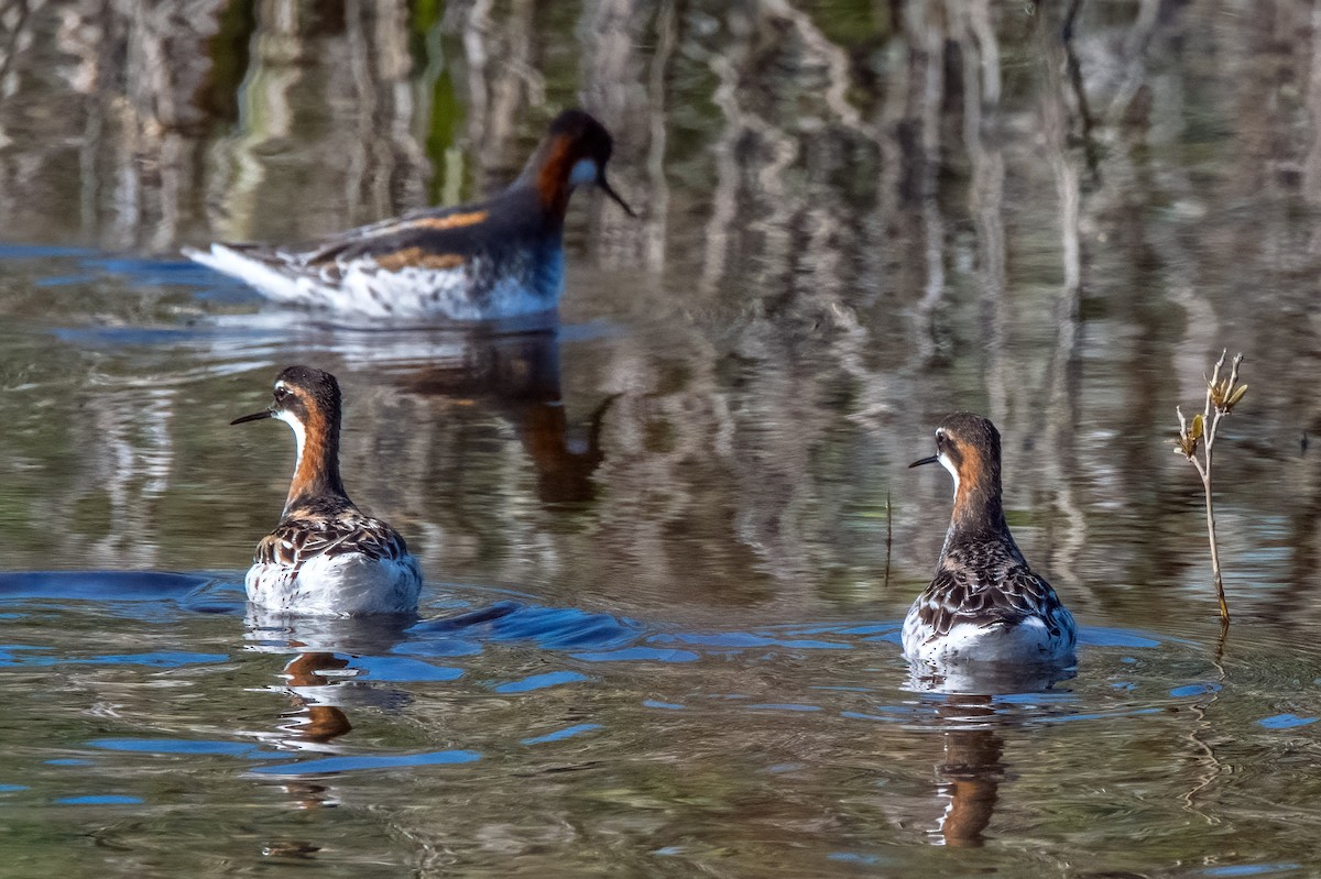 Phalarope à bec étroit - ML448766771