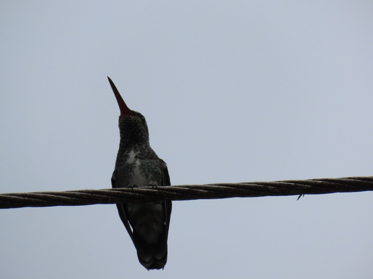 Glittering-throated Emerald - ML448766971