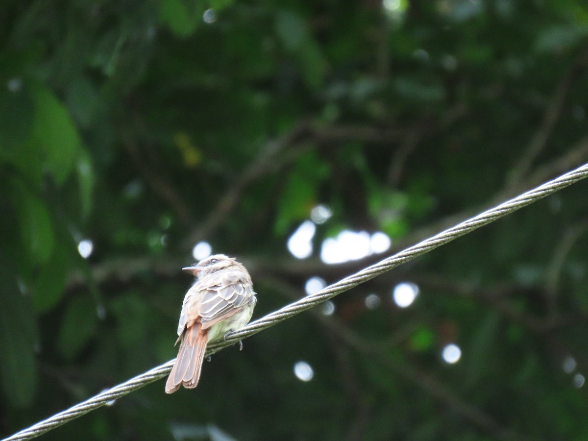 Variegated Flycatcher - ML448767611