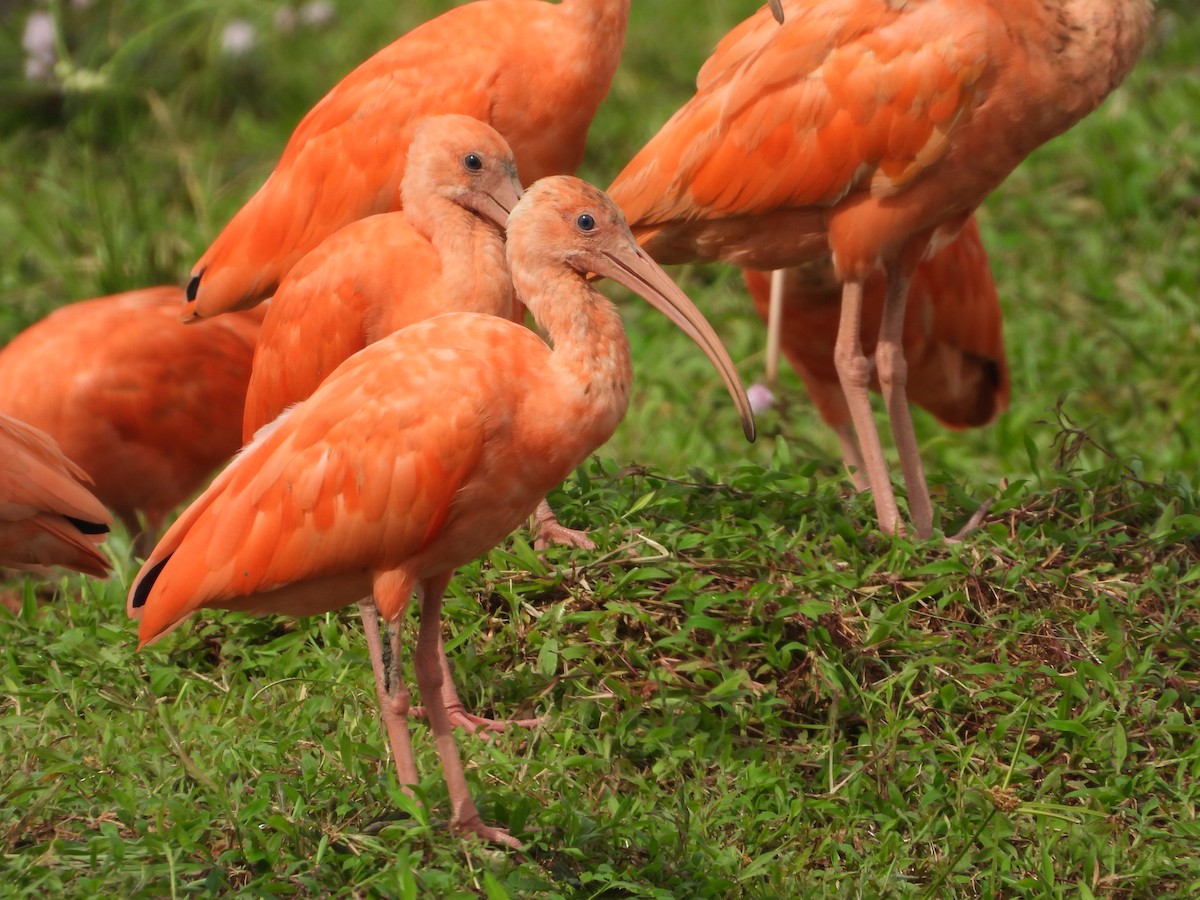 ibis rudý - ML448769911