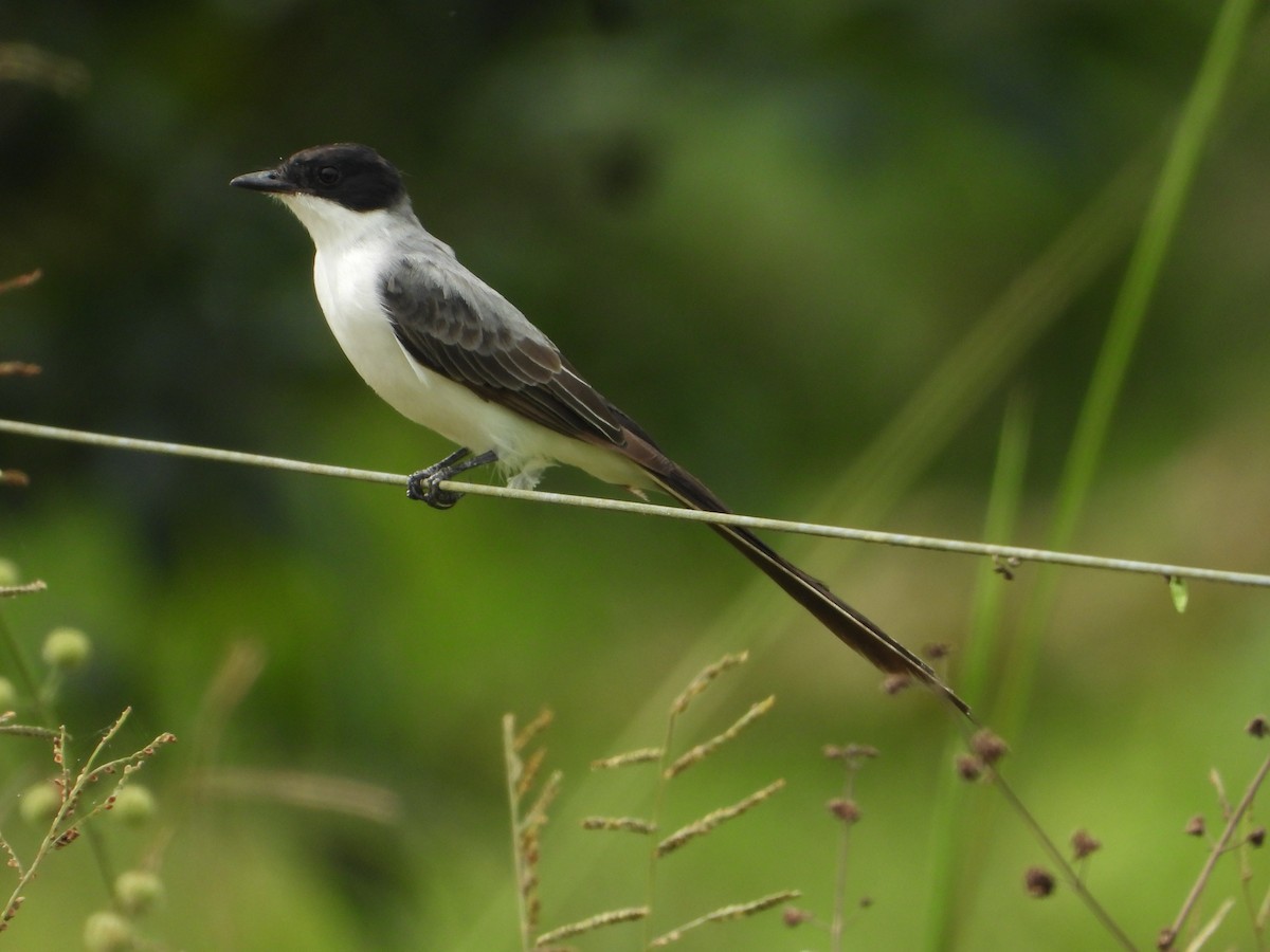 Fork-tailed Flycatcher - Amadeo Perdomo Rojas