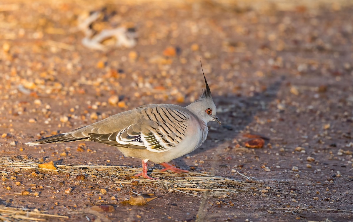 Crested Pigeon - ML448770891
