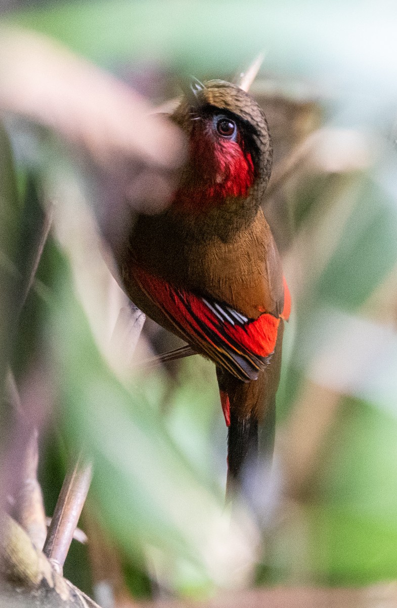 Red-faced Liocichla - ML448770981