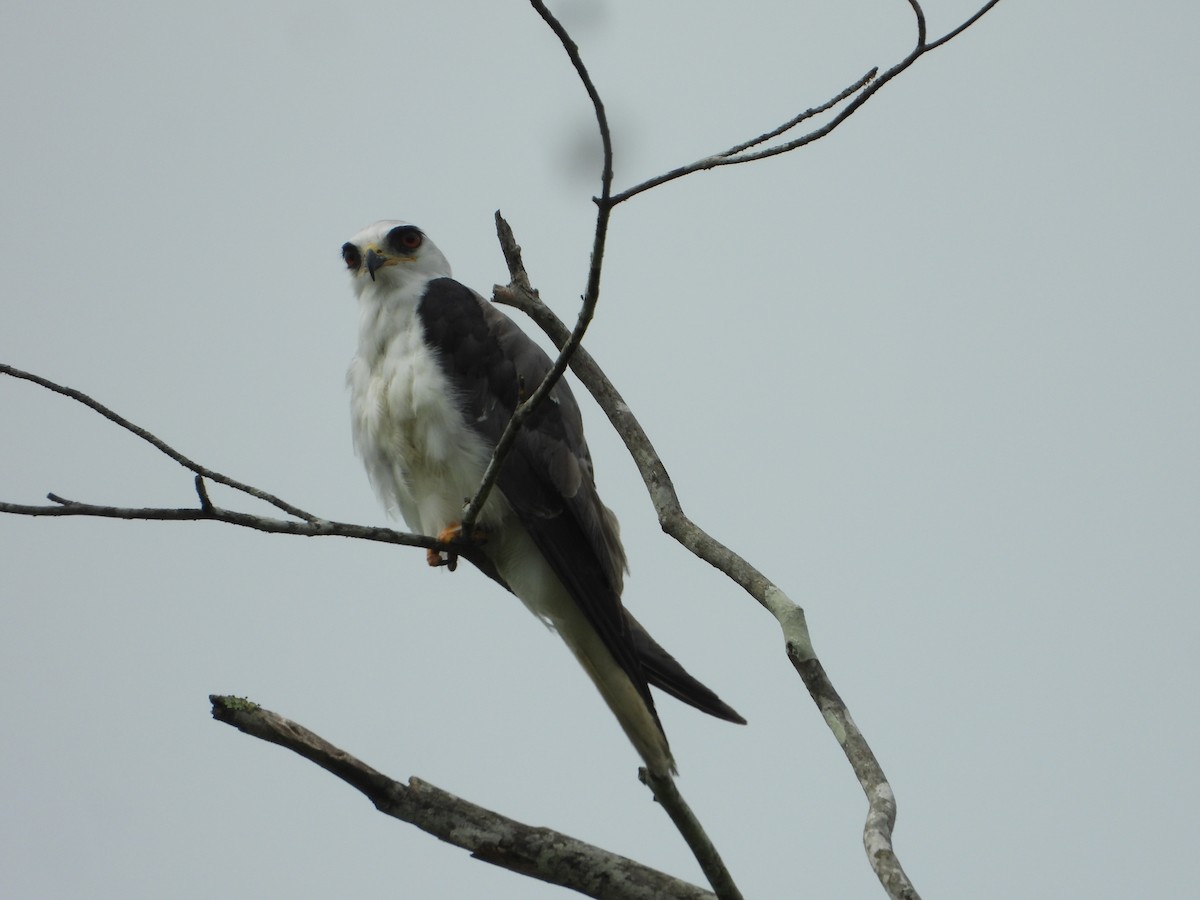 White-tailed Kite - Amadeo Perdomo Rojas