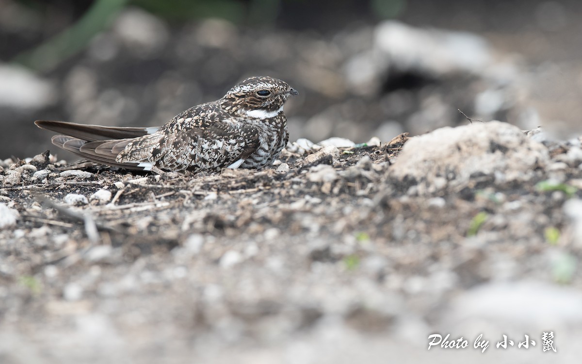 Common Nighthawk - ML448772401