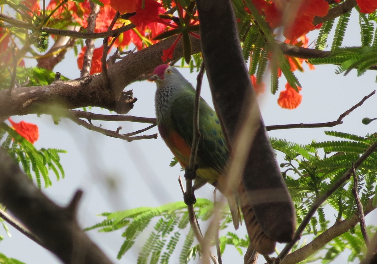 Mariana Fruit-Dove - ML448773261