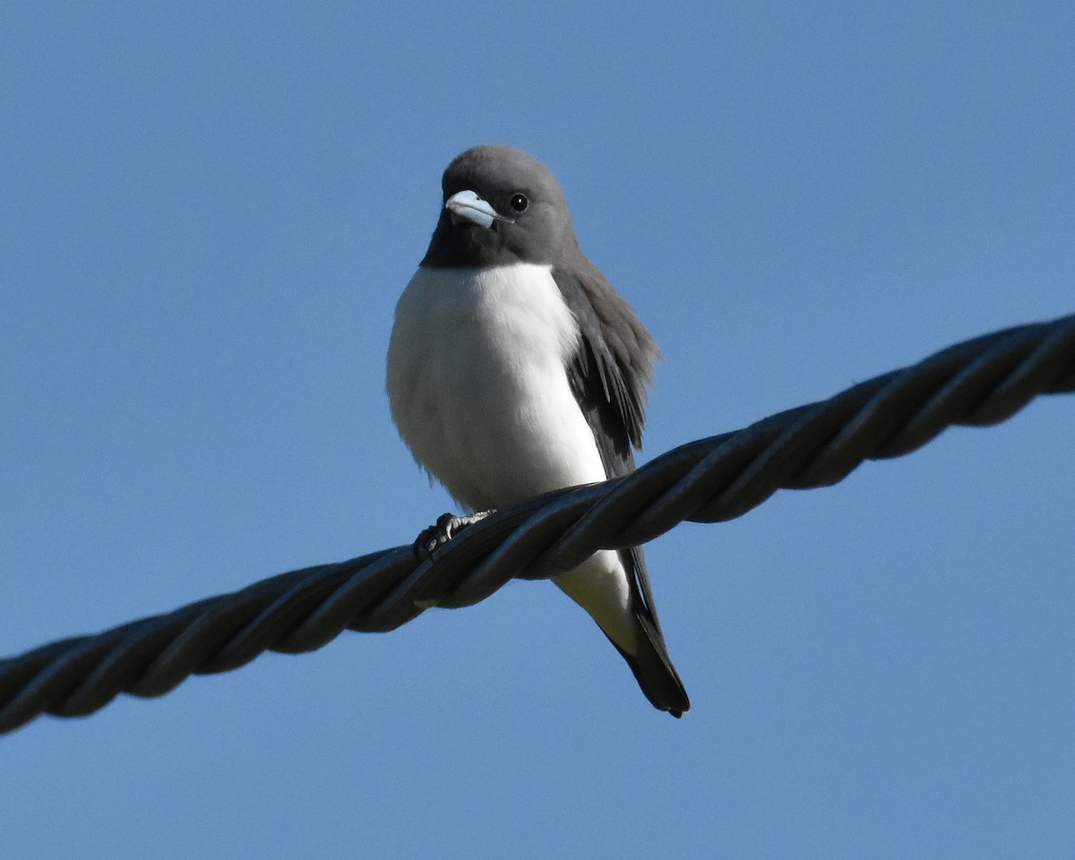 White-breasted Woodswallow - ML448773681