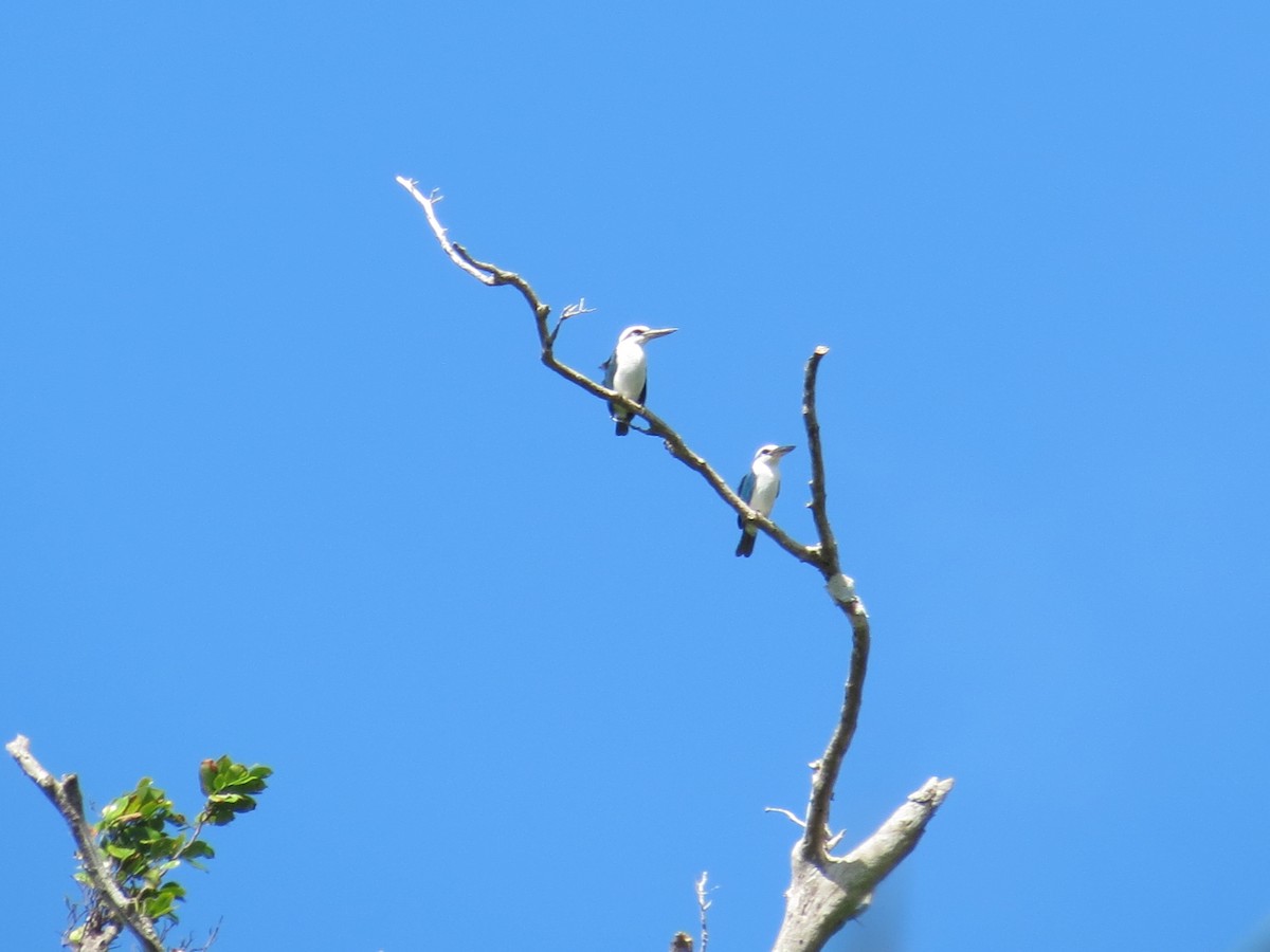 Mariana Kingfisher - Ellie Roark