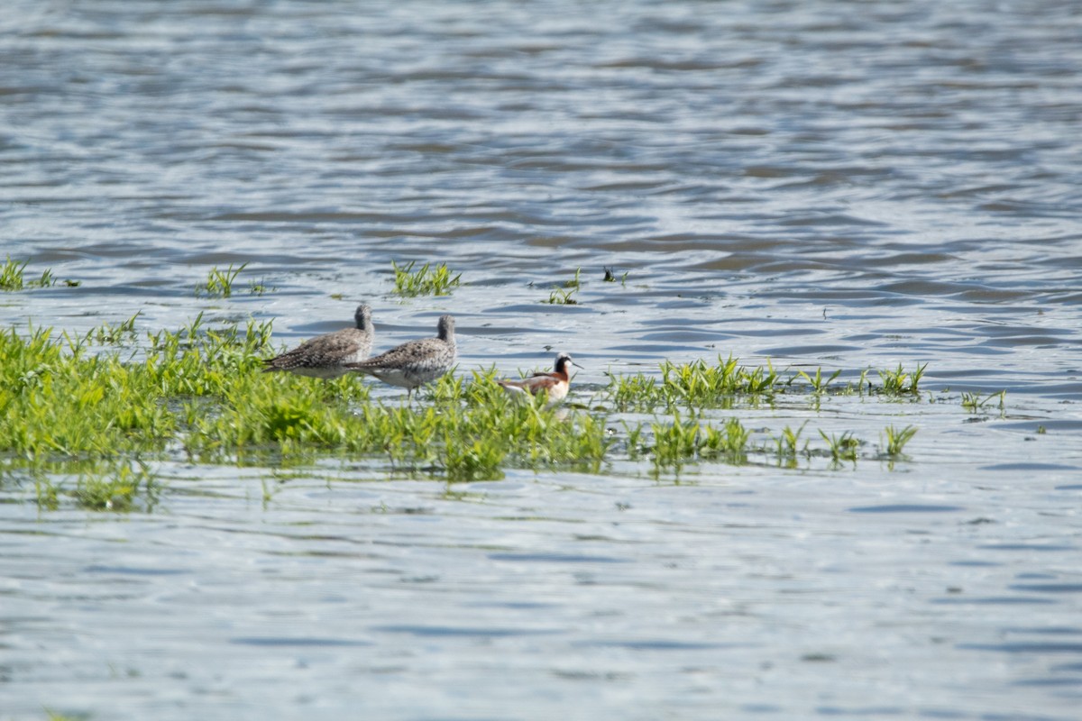 Wilson's Phalarope - Jaden Howlett