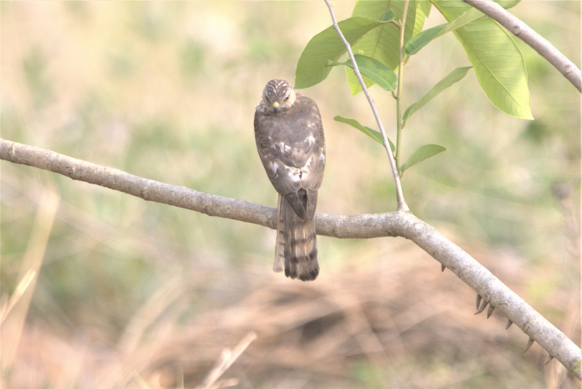 Shikra - ML448774041