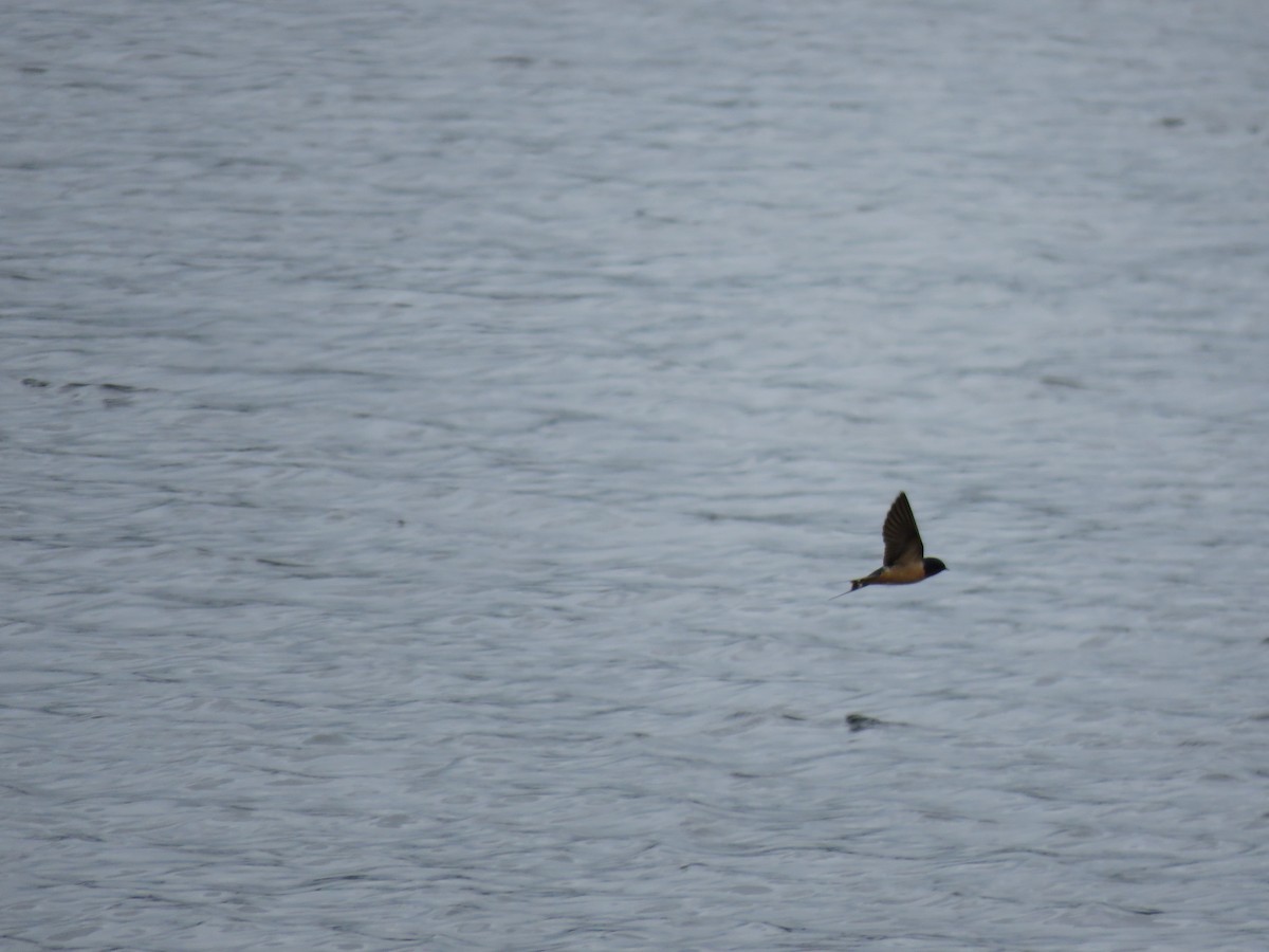 Barn Swallow - ML448775091