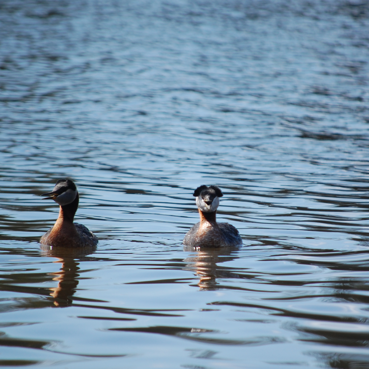 Red-necked Grebe - Noah Saari