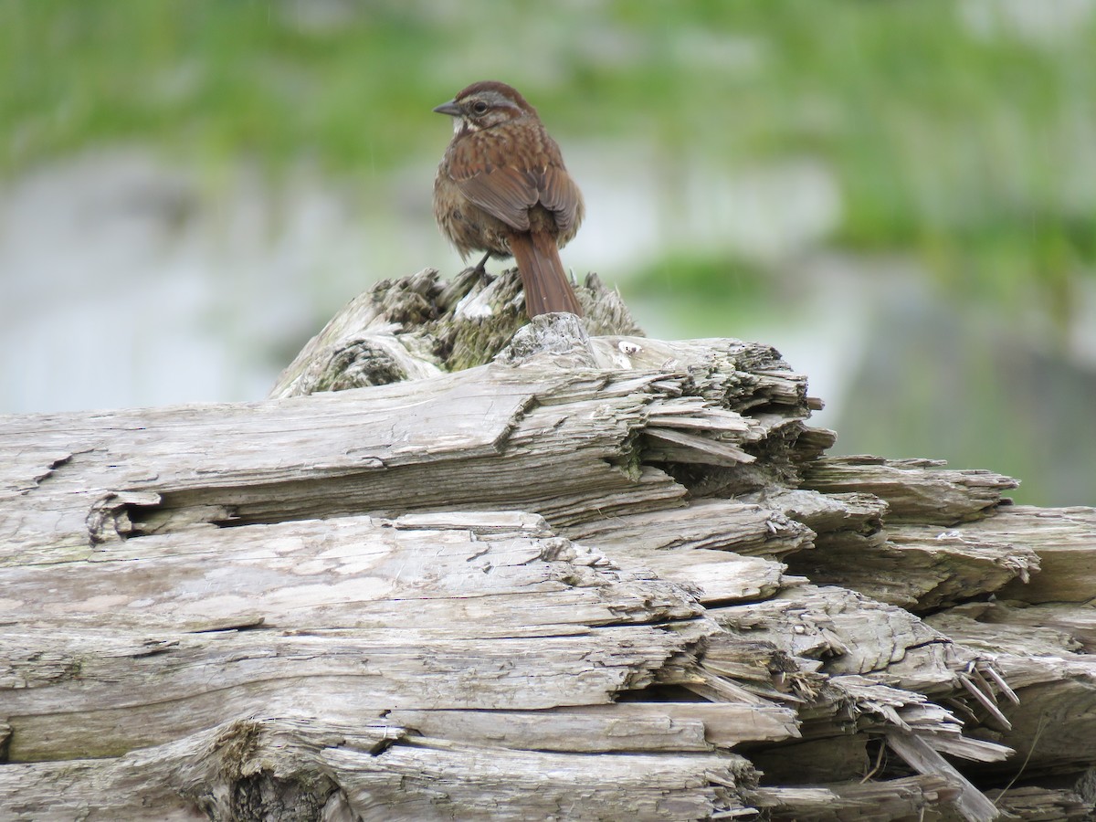 Song Sparrow - ML448775221