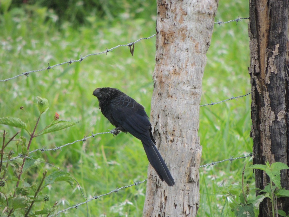 Smooth-billed Ani - ML448775261