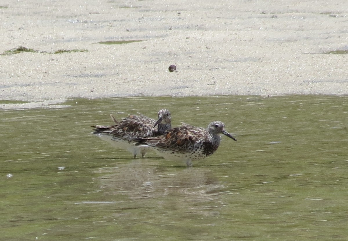 Great Knot - ML448775371