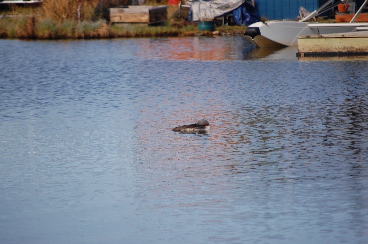 Red-throated Loon - Noah Saari