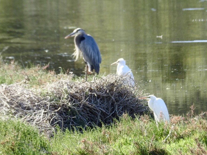 Great Blue Heron - Dana Cox