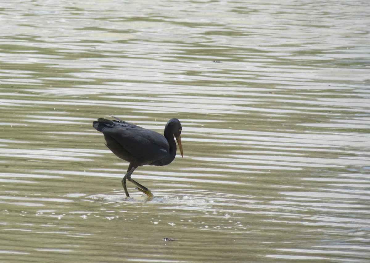 Pacific Reef-Heron - Ellie Roark