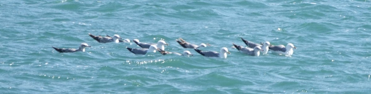 Gaviota Californiana - ML448777291