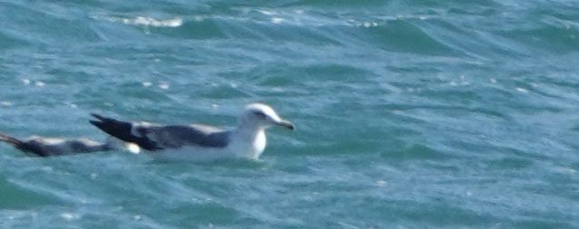 Gaviota Californiana - ML448777391